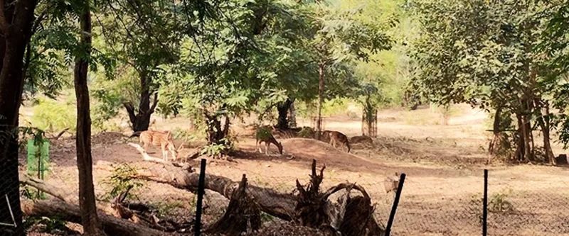 Deer Park shantiniketan